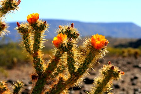 Cacti southwest sonoran