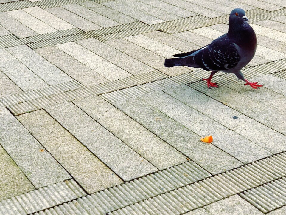 Pigeon usa america