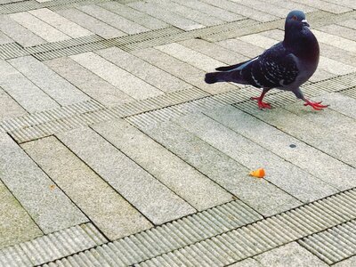 Pigeon usa america