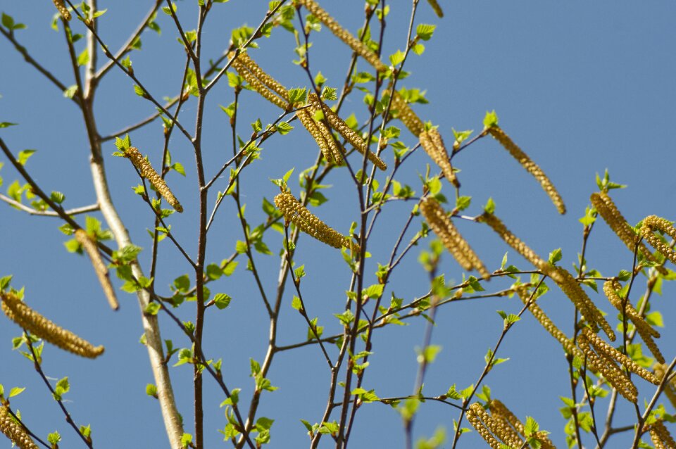 Nature tree shackle
