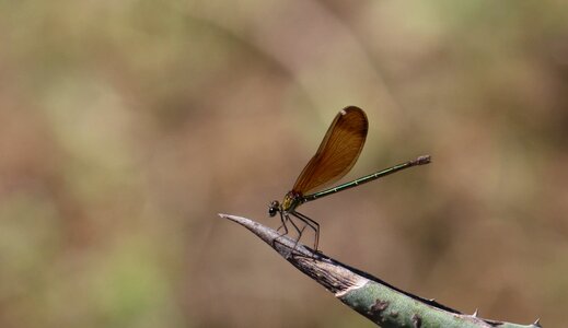 Wings summer nature