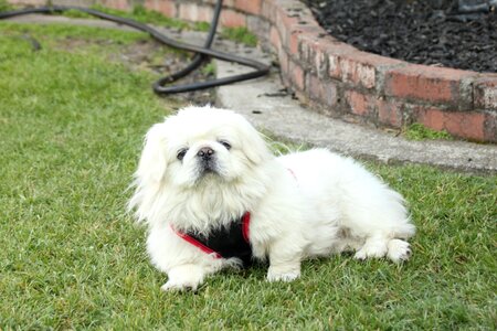 Dog grass