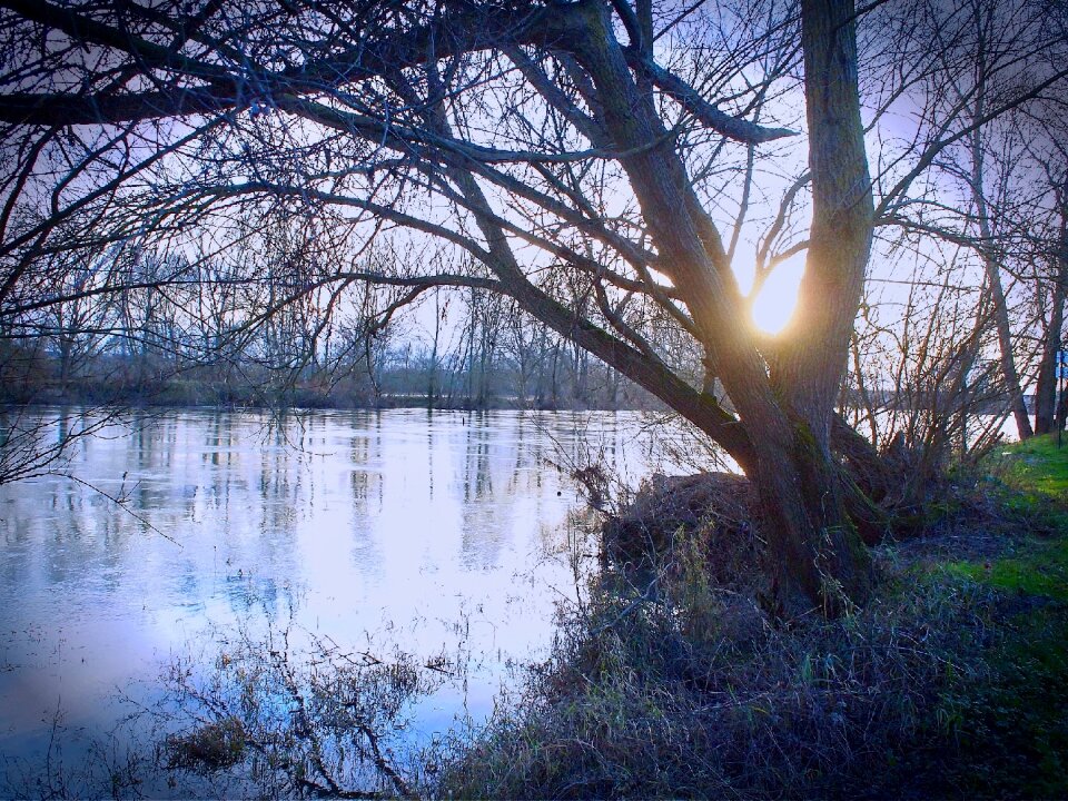 Nature water trees
