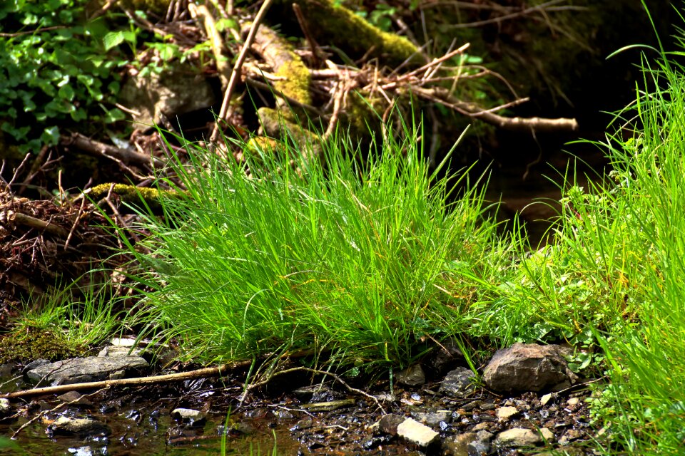 Bach river grasses