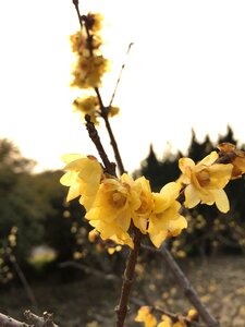 Chimonanthus praecox backlighting permeability