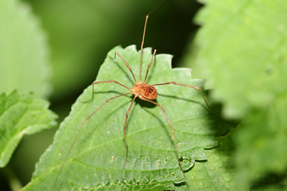 Nature outdoors bug