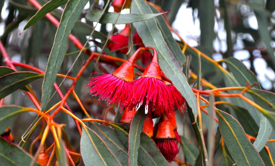 Gum flower