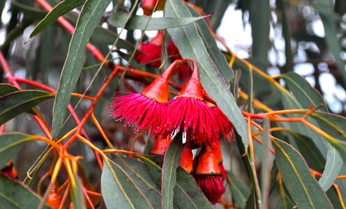 Gum flower