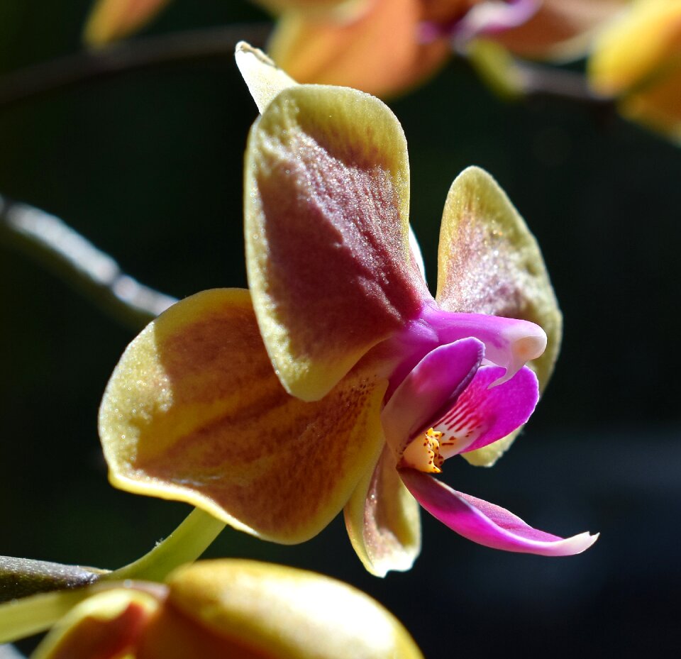 Orchid yellow pink