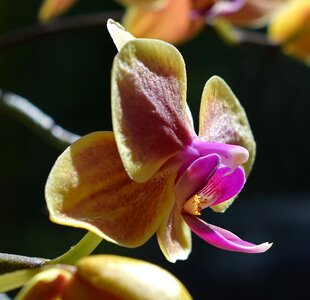 Orchid yellow pink