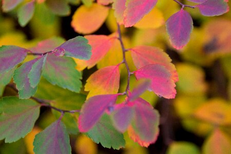 Fall color yellow november
