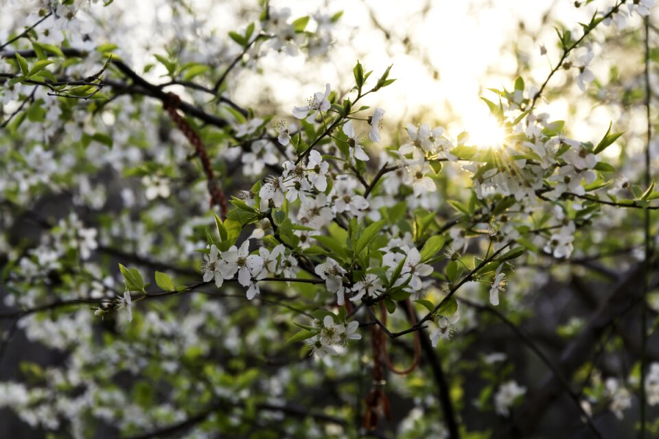 Bulgaria nature springtime