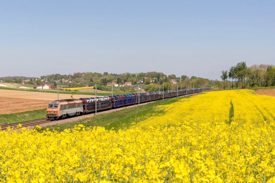 Rapeseed gefco transport cars