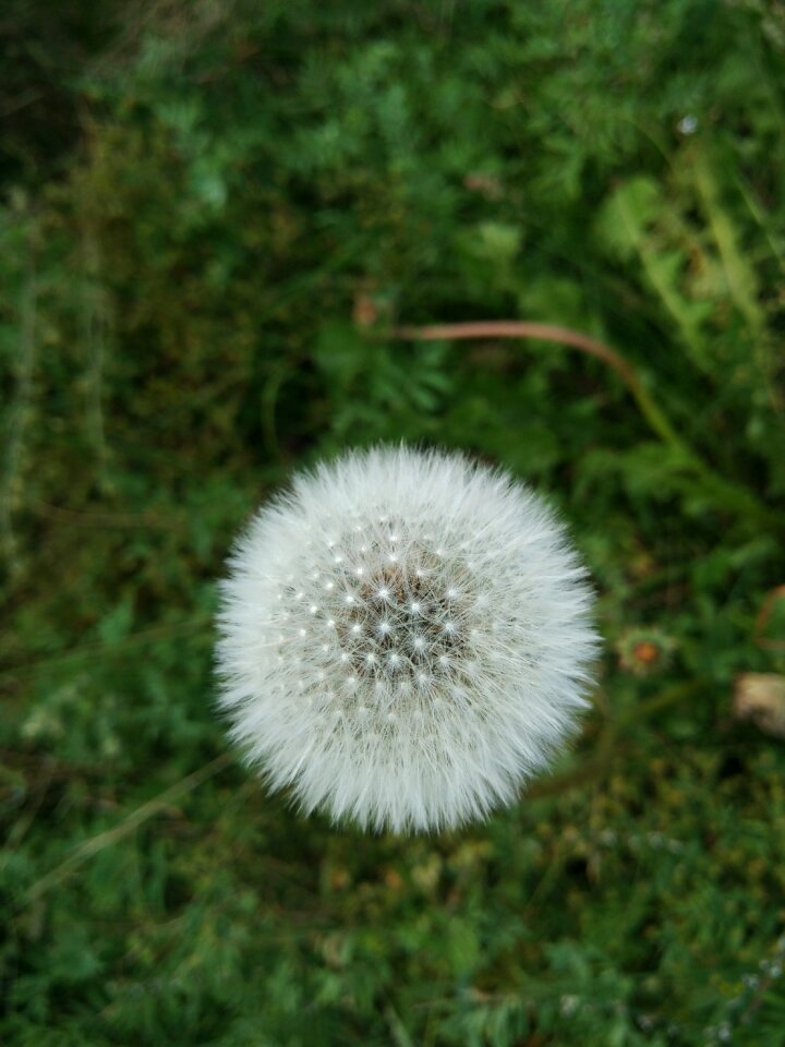 Dandelion white grassland