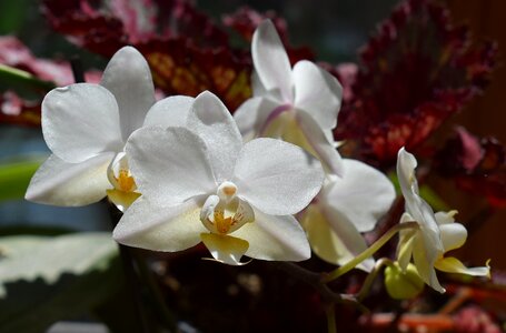 Yellow white pot plant photo