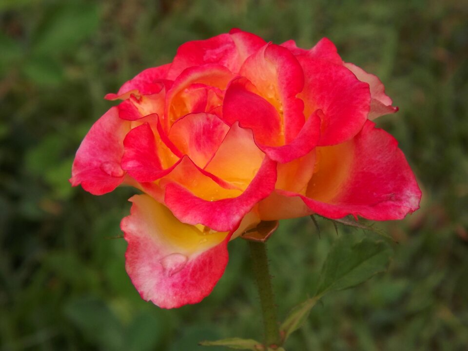Rosa nature flower