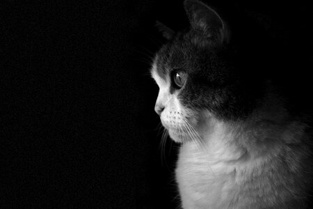 Kitten pet domestic feline