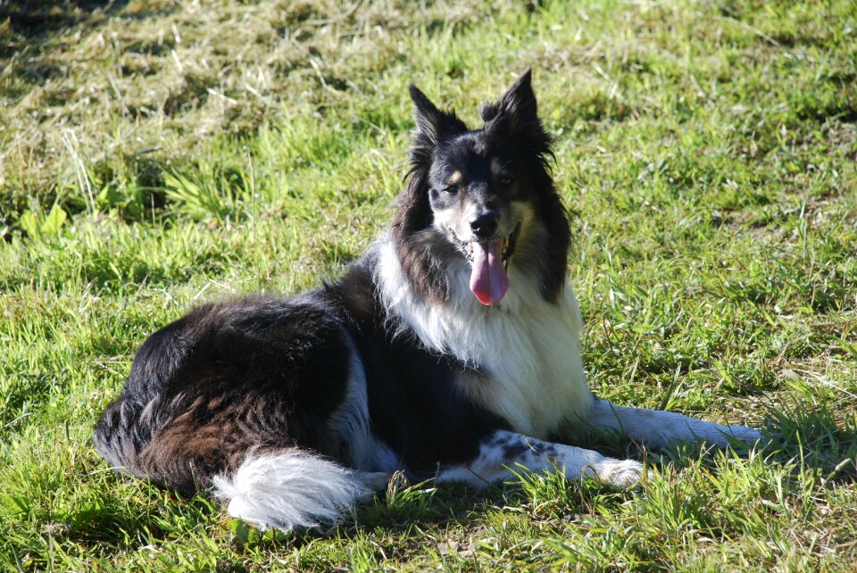 Laying down pedigree outdoors