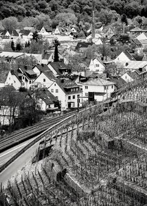 Landscape grapevine vine