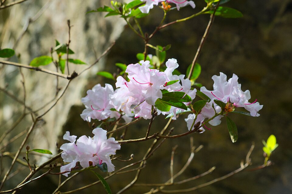 Botany flowering garden