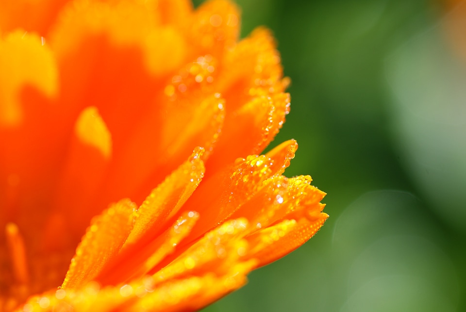 Plant summer autumn