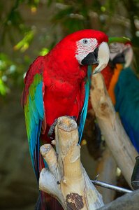 Sitting feather fauna