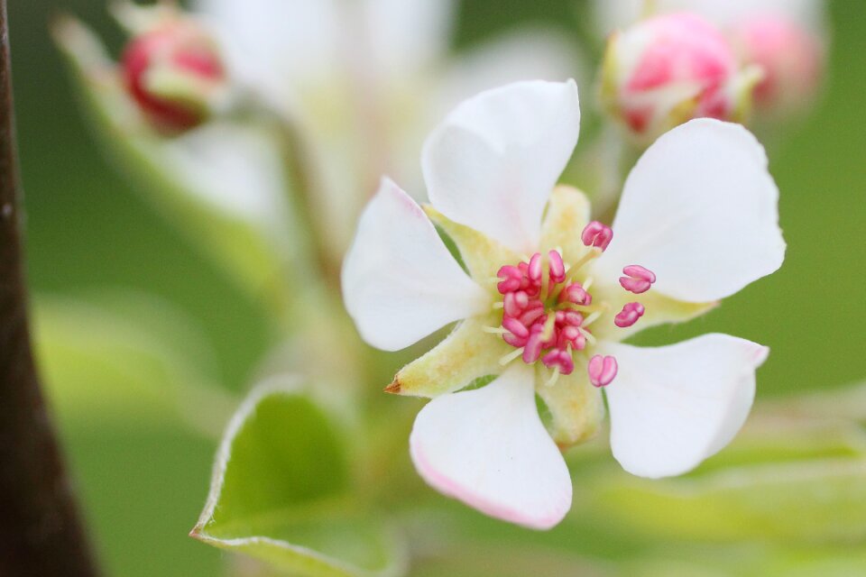 Fruit tree blossoming spring white
