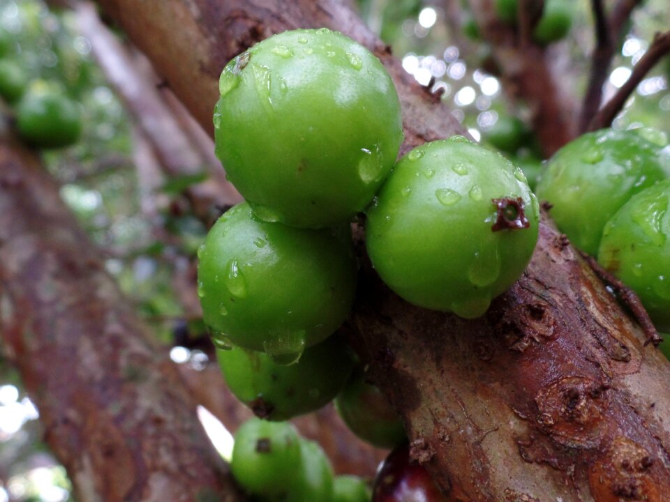 Green details plant