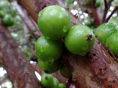 Green details plant