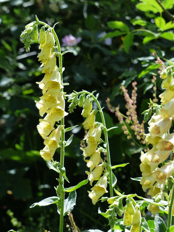 Yellow brown digitalis lutea