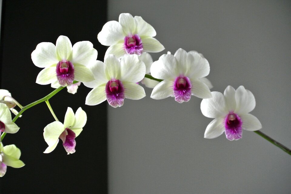 Orchid flower beautiful port