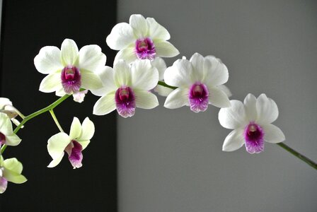 Orchid flower beautiful port photo