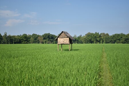 Rice agriculture landscape
