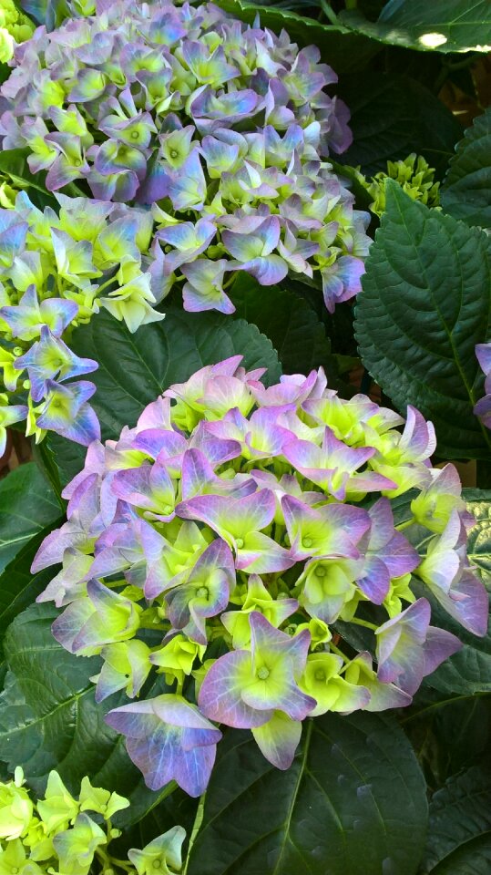 Flower violet nature
