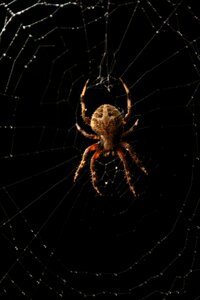 Spider web bug spiderweb photo