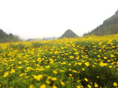 Sea of flowers spring country photo