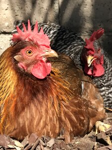Animal poultry domestic