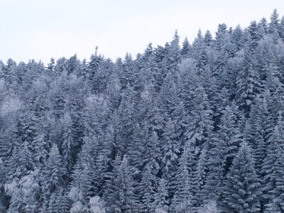 Winter forest snow-covered trees photo