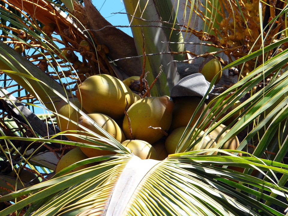 Tropical fruits exotic