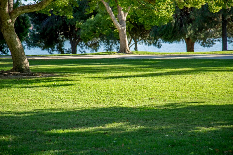 Lake nature green