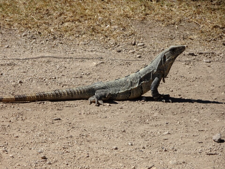 Holiday wildlife