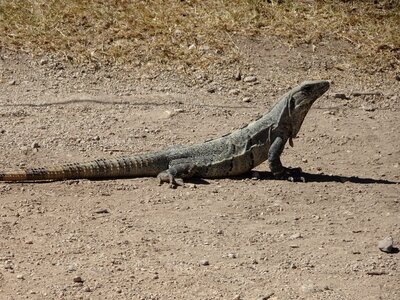 Holiday wildlife