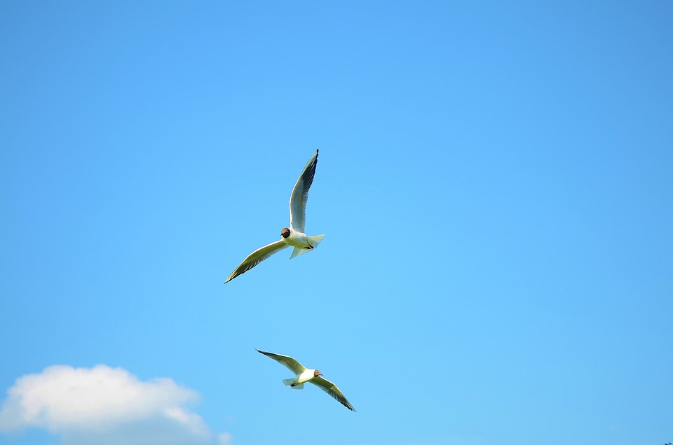 Water bird sea denmark