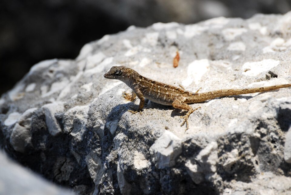 Reptile nature wildlife