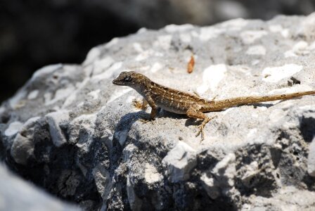 Reptile nature wildlife