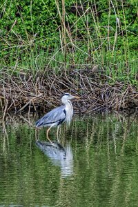Gray heron heron wild animal