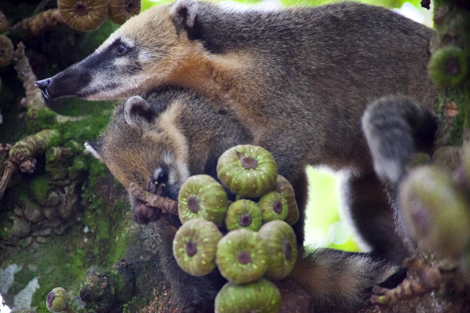 Jungle wild life brazil