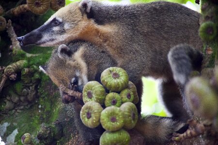 Jungle wild life brazil