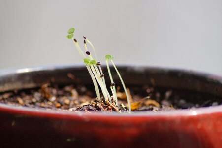 Bud spring potted plant