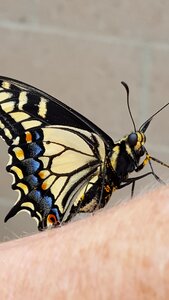 Butterfly big eyes